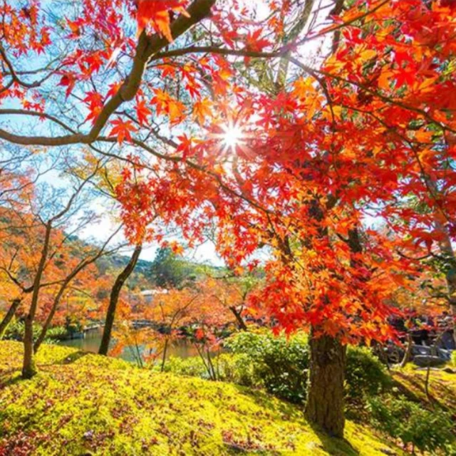 【找到了旅遊】四星峴港巴拿山5日 歷史價格詳細信息