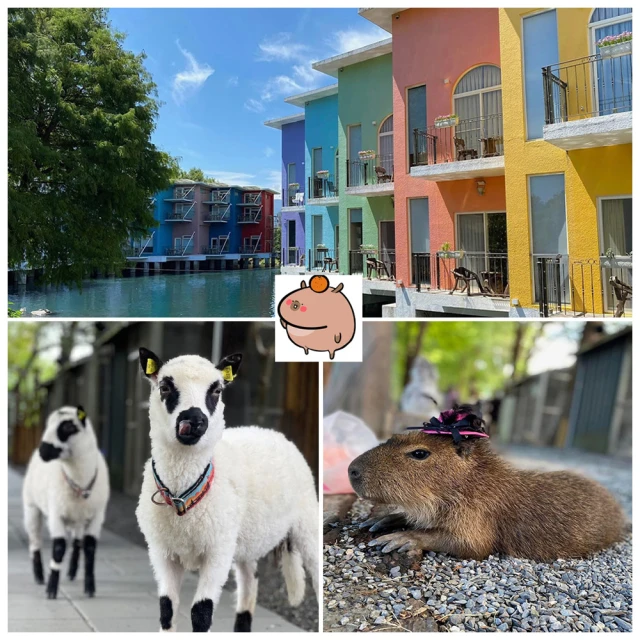 【宜蘭水岸森林物語】親子農場★可愛動物園單人門票(贈一份牧草) 歷史價格詳細信息