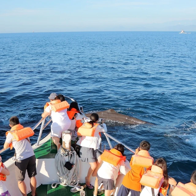 【花蓮】鯨世界-賞鯨豚生態之旅成人雙人券 歷史價格詳細信息