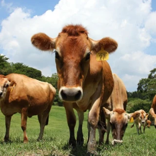 牧童輕微盲盒顏色隨機春秋夏男女童運動鞋涼鞋嬰兒鞋 歷史價格詳細信息