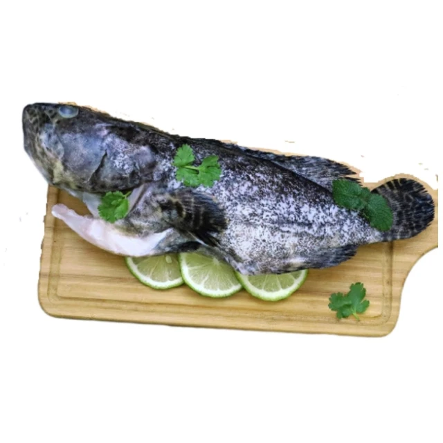 石斑魚的種苗生產 五南文化廣場 政府出版品 歷史價格詳細信息