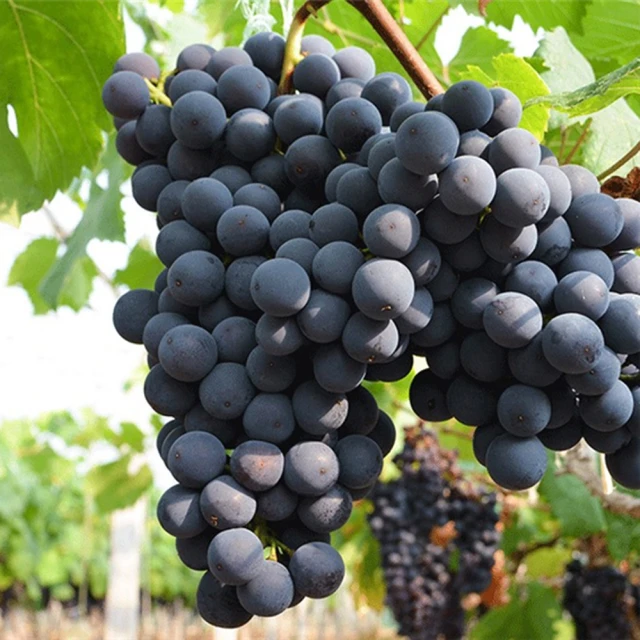 【果之家】燕巢特選AA+級蜜棗8顆禮盒x8盒(單顆約130g) 歷史價格詳細信息