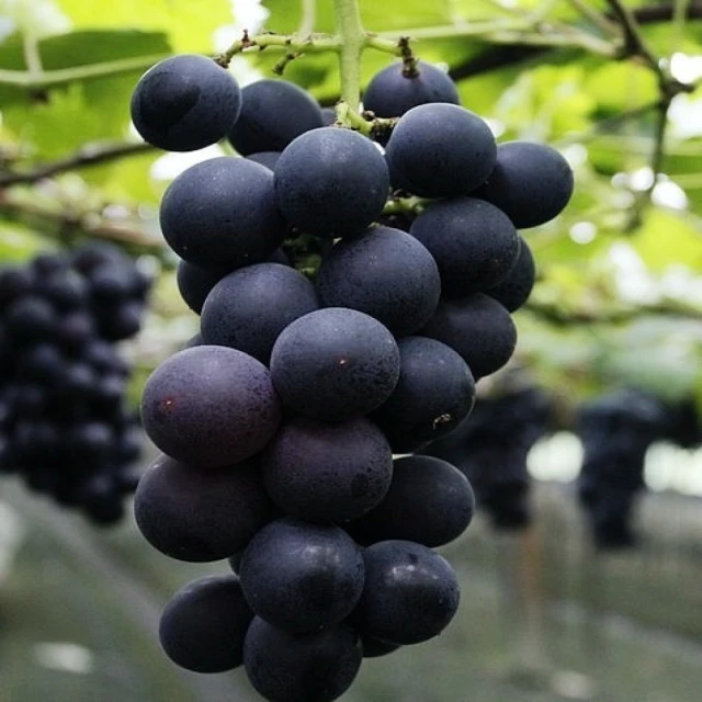 箱4 《人偶情緣 電腦玩家雜誌附贈 只賣光碟》裸片   無附操作手冊 無附序號 遊戲光碟 歷史價格詳細信息