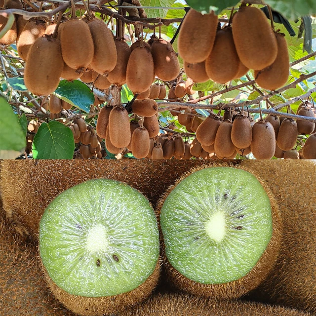 【愛蜜果】台灣梨山綠色奇異果X5盒(12-13顆/約600克/盒) 歷史價格詳細信息