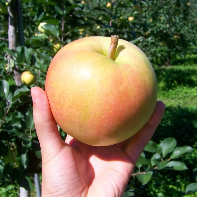 【甜露露】美國紅心奇異果8盒 x1箱(454g±10%/盒) 歷史價格詳細信息