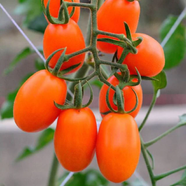 【鮮果Q凍/蜂蜜水果凍條(220g)】 任選5入 (220g x 5入) 歷史價格詳細信息