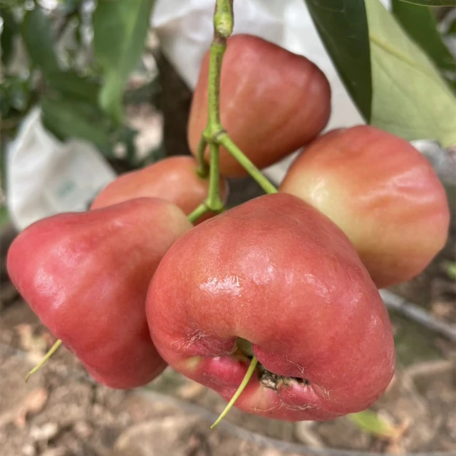 (5盒)台灣Mr.Clever-聰明濾杯L號500ml/盒C-70777(附濾紙100張) 歷史價格詳細信息