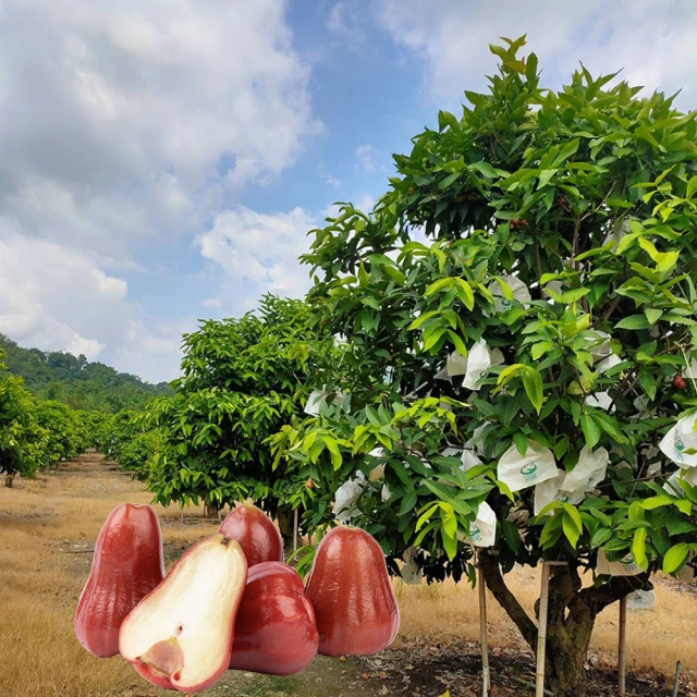 【六龜蓮霧-產地新鮮直送】LV級黑糖芭比禮盒/大果-5台斤/盒(大果-約16顆~18顆/盒) 歷史價格詳細信息