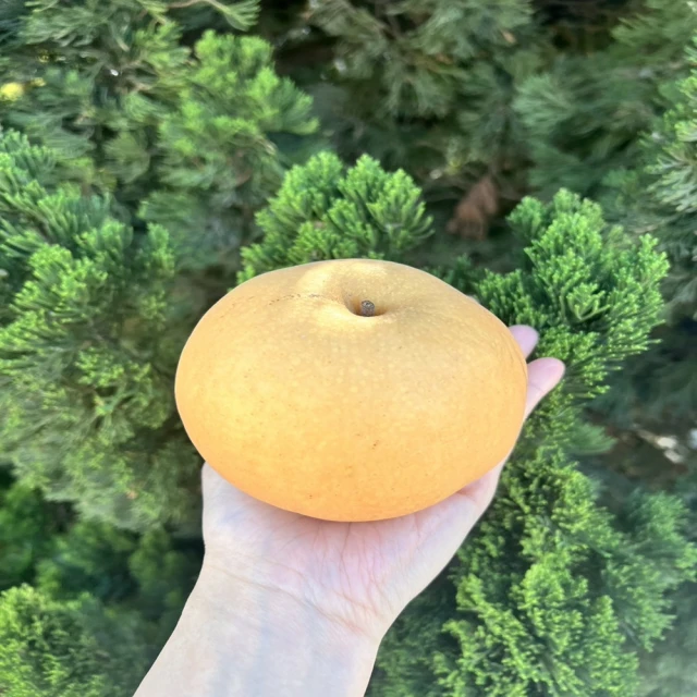 【水果達人】南非South Africa無籽砂糖橘2盒(4台斤/盒) 歷史價格詳細信息