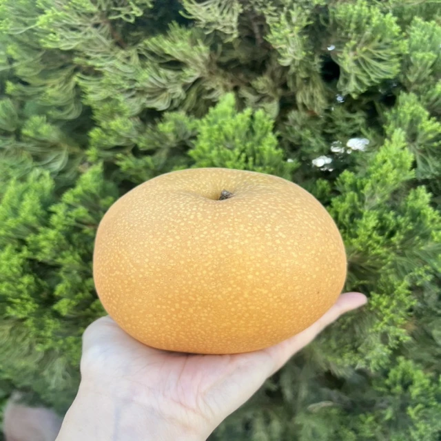 【水果達人】南非South Africa無籽砂糖橘2盒(4台斤/盒) 歷史價格詳細信息