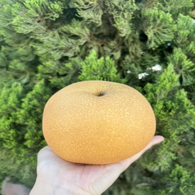 【水果達人】16A嚴選寶島甘露梨5顆 4箱 歷史價格詳細信息