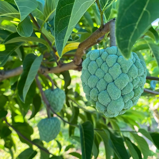 【嚴選】台糖大豆沙拉油 歷史價格詳細信息