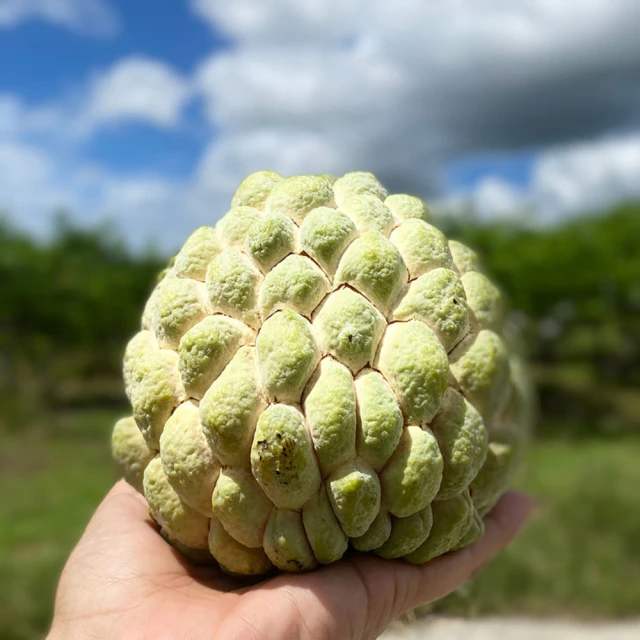 【初品果】屏東高樹鮮採酪梨5斤3-6顆x2盒(幸福牛油果_草生栽培) 歷史價格詳細信息