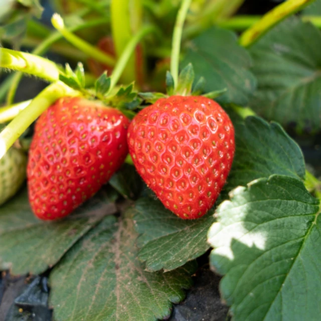 【光合果物】 嚴選台灣A級檸檬  (  5斤/箱 ) 歷史價格詳細信息