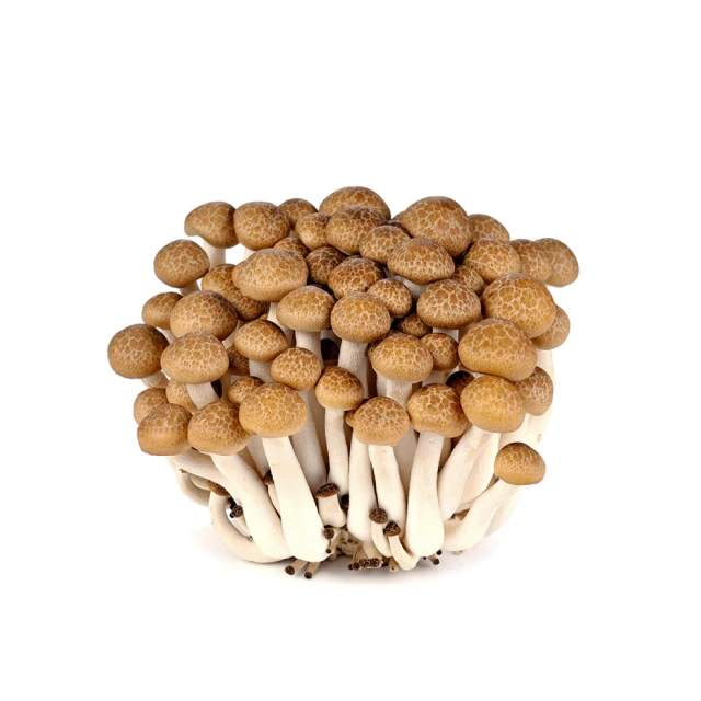 出菇架角鋼橫梁式濟南標榜出菇金屬網片出菇架蘑菇出菇房出菇架 歷史價格詳細信息