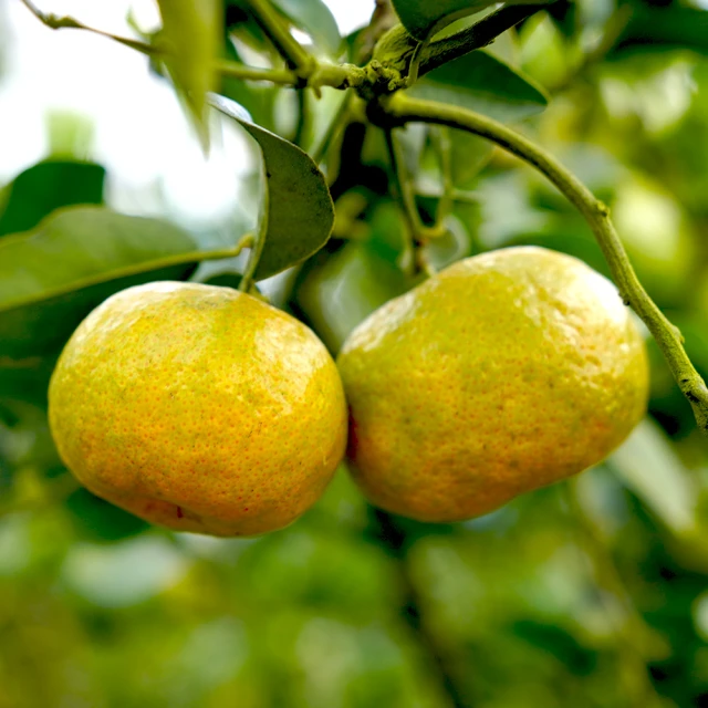 中藥用藥安全－停、看、聽、選、用(DVD) 歷史價格詳細信息