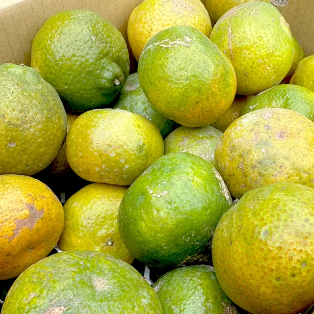 X1 混沌之子 二手 歷史價格詳細信息