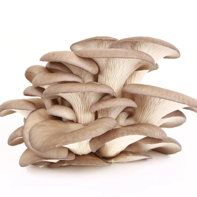 盛花園蔬果 鮮菇精選 (杏鮑菇600g/袋、香菇600g/袋、金針菇200g/包x6包、鴻喜菇120g/包x6包) 歷史價格詳細信息