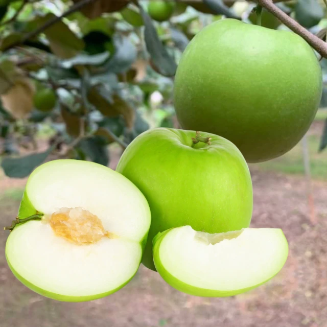 【WANG 蔬果】屏東雪麗蜜棗大果x2盒(每盒23~26粒/約4.5斤) 歷史價格詳細信息