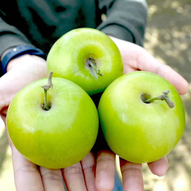 【農頭家】燕巢雪麗珍愛蜜棗5斤禮盒x1盒(單盒18-20顆裝_皮薄多汁) 歷史價格詳細信息