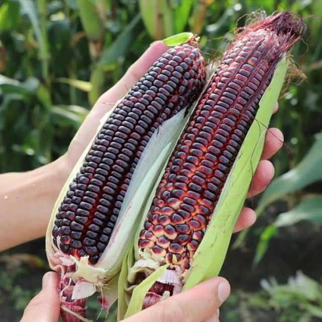 水果玉米鋪膜播種機農用玉米大豆點播機免間苗黃豆毛豆點播機新款 歷史價格詳細信息