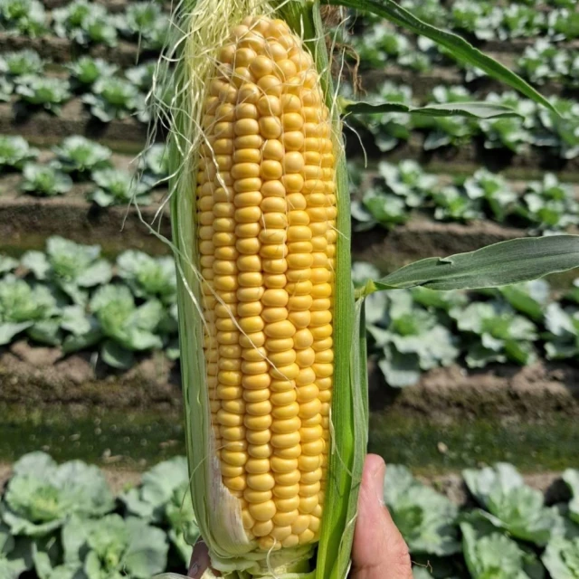 【WANG 蔬果】新竹新埔筆柿餅(6盒_300g/盒) 歷史價格詳細信息