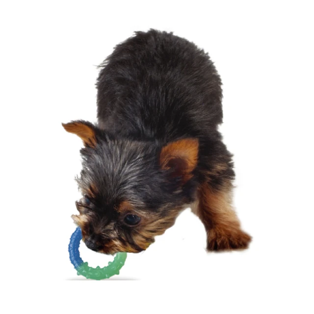 狗狗玩具馬卡龍鈴鐺球中小型泰迪發聲球大型犬金毛耐咬 歷史價格詳細信息