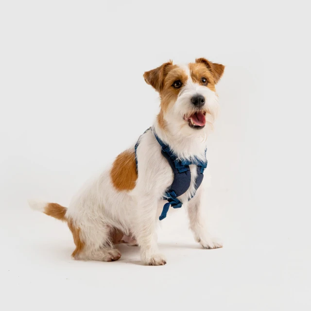 SPUTNIK斯普尼克  寵物胸背帶 (M號) 中尺寸  犬用 狗用 適合中型犬、大型犬穿戴 歷史價格詳細信息