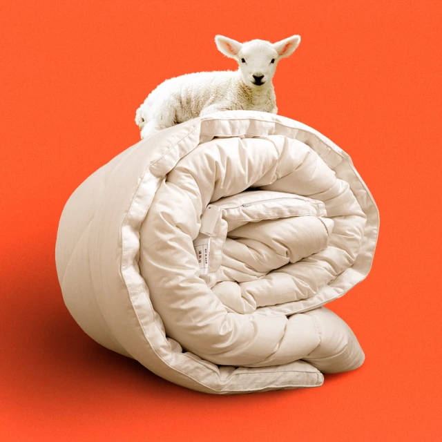 5台斤 冬季 100%純手工天然長纖蠶絲被 3kg 6x7尺 頂級台灣手工 附保證書 蠶絲《田中保暖試驗所》 歷史價格詳細信息