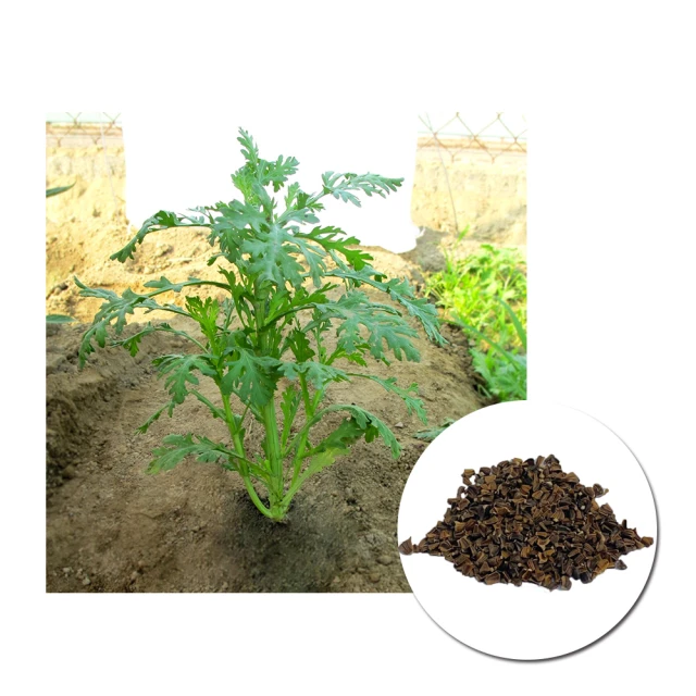 【蔬菜工坊】日本進口輕石砂16公升原包裝-小粒 歷史價格詳細信息