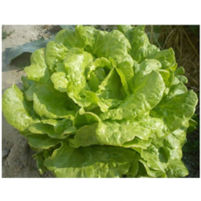 【蔬菜工坊】大紅肥500cc(矽鉀紅液肥)結果期使用 歷史價格詳細信息