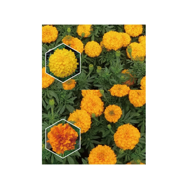 【蔬菜工坊】萬丹菌肥1公斤(溶磷菌.貝萊斯芽孢桿菌) 歷史價格詳細信息