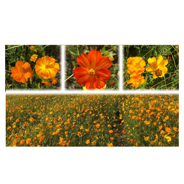 【蔬菜工坊】黃加地寶13黃腐酸鉀肥料 (1公斤裝)4-0-13.5 可直接施用 歷史價格詳細信息