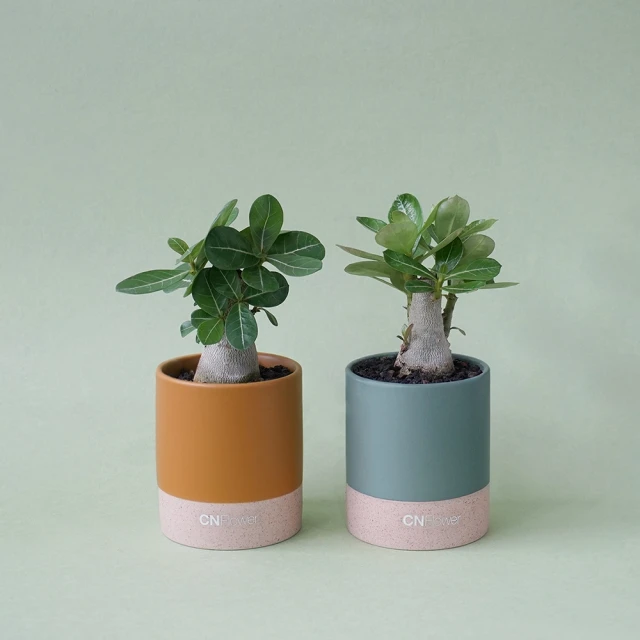 【CNFlower 西恩】玫瑰甜心 恆星花禮(送禮/買花/恆星花/花禮/永生花) 歷史價格詳細信息