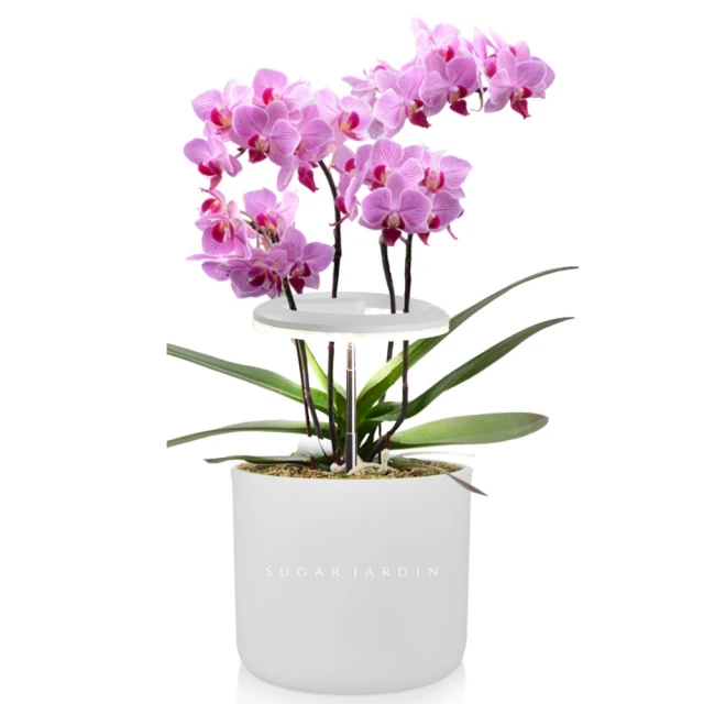 【微糖姑娘】微糖姑娘-益生菌紅色山茶花嫩白身體乳(250ml*1入) 歷史價格詳細信息