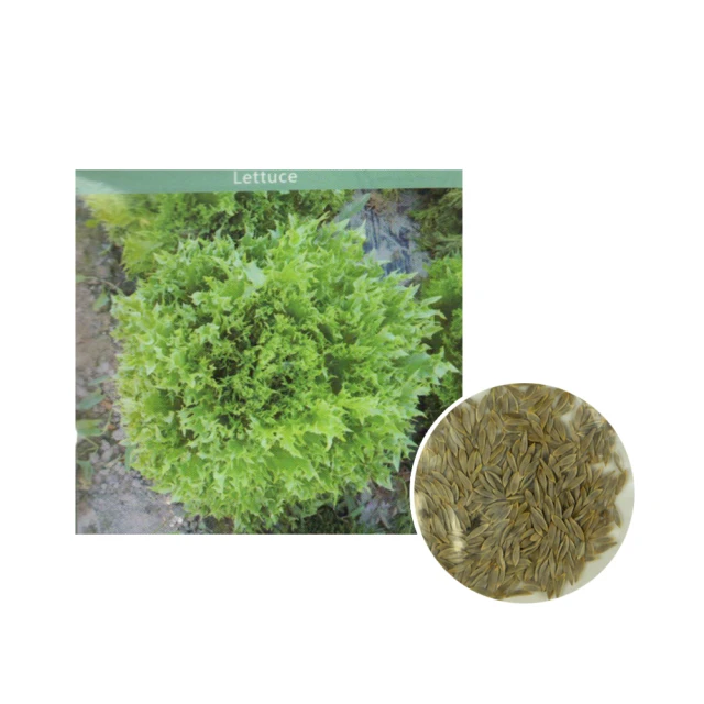 【蔬菜工坊】A89.綠香火焰綠萵苣種子0.4克(約380顆) 價格比較,價格查詢,歷史價格詳細信息