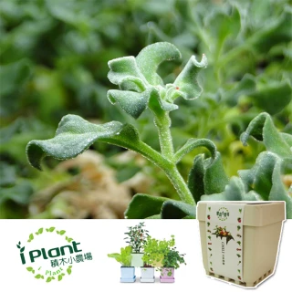 【iPlant】積木小農場-冰花菜(內含種子培養土肥料花盆) 價格比較,價格查詢,歷史價格詳細信息