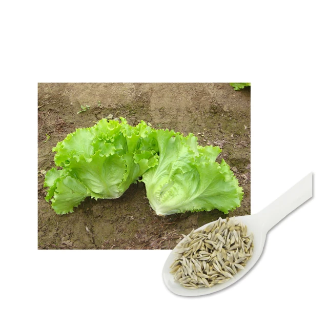 A50-1.福山萵苣種子(桃源大陸妹) 歷史價格詳細信息