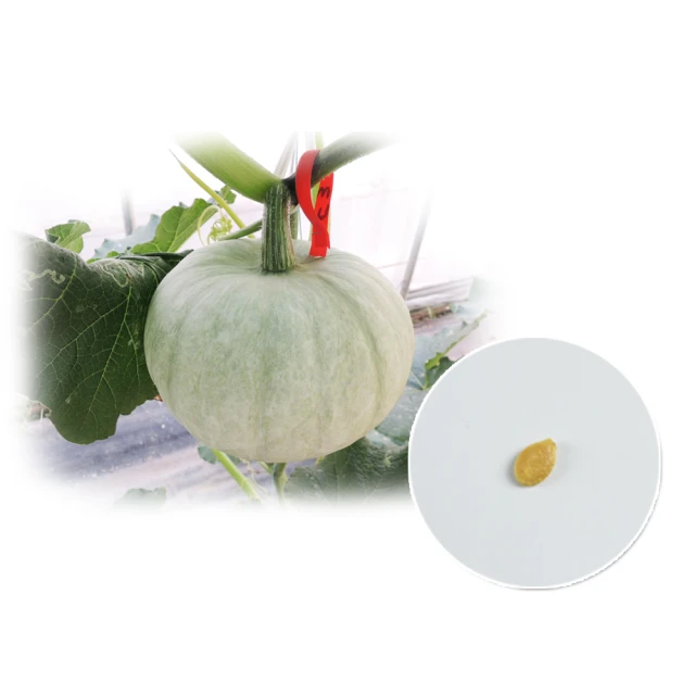 【蔬菜工坊】G01-1.銀栗南瓜種子 價格比較,價格查詢,歷史價格詳細信息