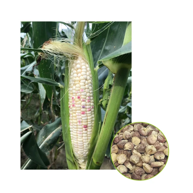 G27---康德十年 壹分 歷史價格詳細信息