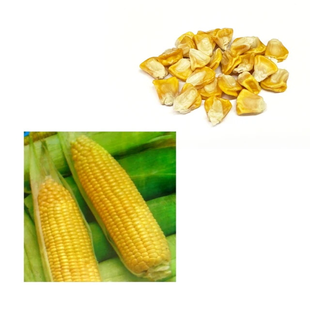 【蔬菜工坊】超省力4公升側背式氣壓白鐵噴霧桶(最新專利設計款) 歷史價格詳細信息