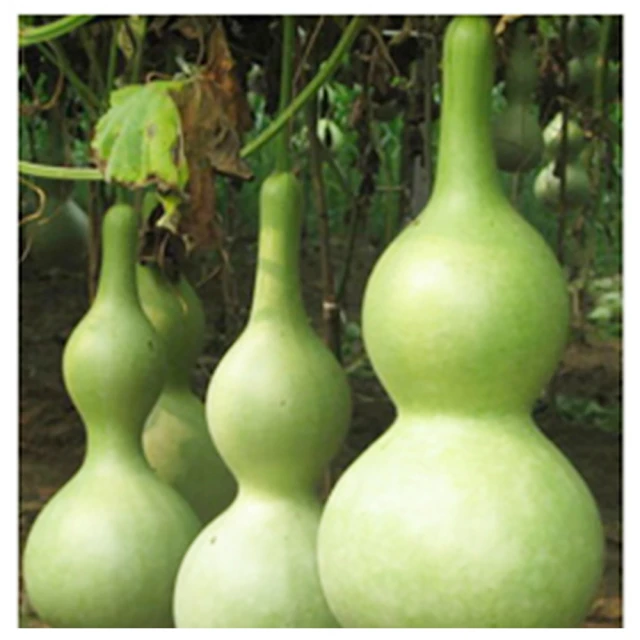 G32--昭和13年雙鳳50錢--特年 歷史價格詳細信息