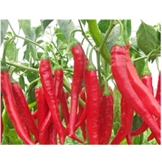 【蔬菜工坊】四分耐壓管50呎(4分水管) 歷史價格詳細信息