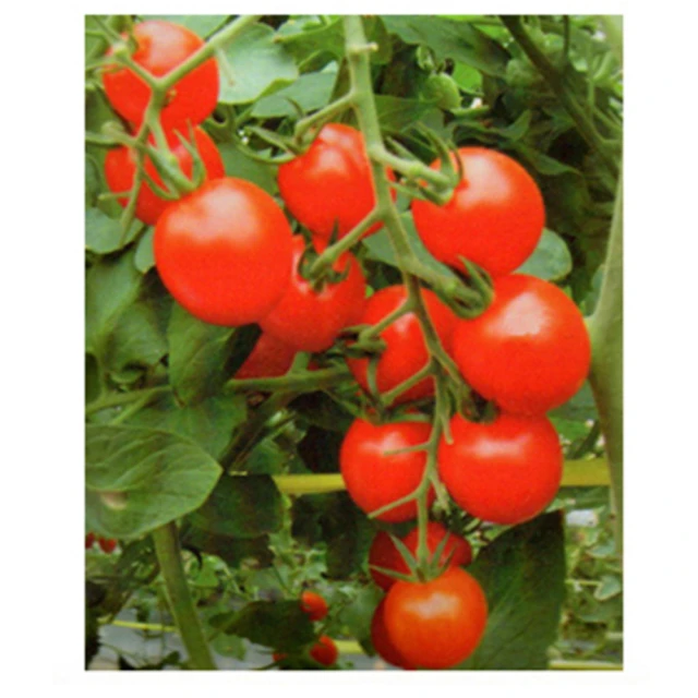 【蔬菜工坊】G81.珍甜蕃茄種子 歷史價格詳細信息