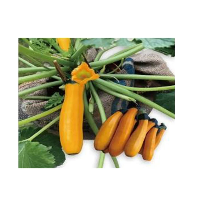 【蔬菜工坊】黃金麥飯石2公斤分裝包(小粒3~6mm.中粒6~8mm-2種規格可選) 歷史價格詳細信息