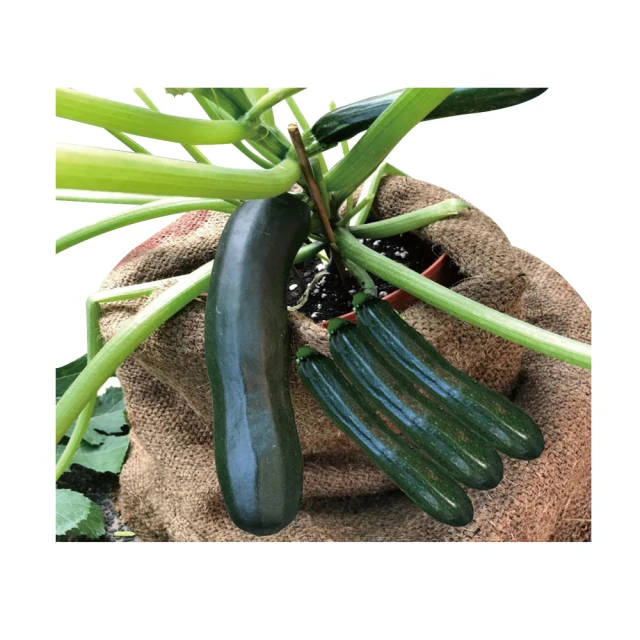 【蔬菜工坊】G88-1.翡寶夏南瓜種子(綠櫛瓜.節瓜.嫩南瓜.美國南瓜) 歷史價格詳細信息