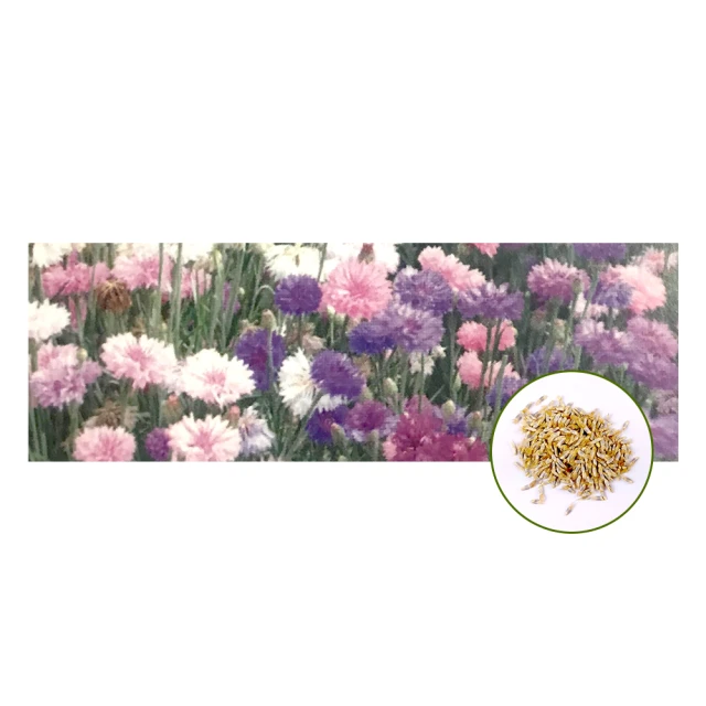 【蔬菜工坊】H72-1.矢車菊種子(矮球) 價格比較,價格查詢,歷史價格詳細信息