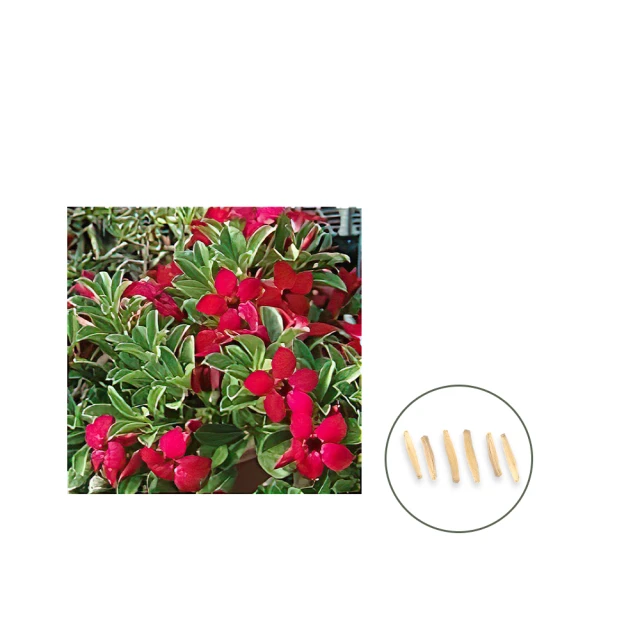 【蔬菜工坊】H51-1.沙漠玫瑰種子 歷史價格詳細信息
