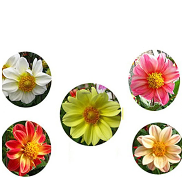 【蔬菜工坊】H26.大理花(混合色，高30~40cm)種子 歷史價格詳細信息