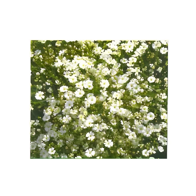 【蔬菜工坊】H30.滿天星(白色，高60~90cm)種子 歷史價格詳細信息